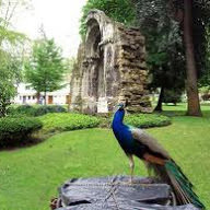 campo san francisco.jpg