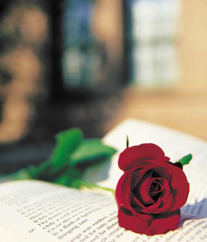 imagenes-romanticas-rosa-roja-p.jpg