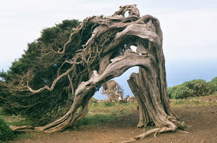 800pxEl_Hierro_Sabinar.jpg